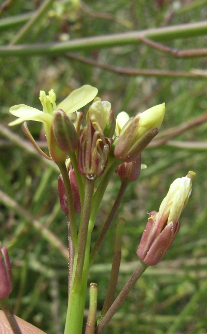 Brassica tournefortii / Cavolo di Tournefort